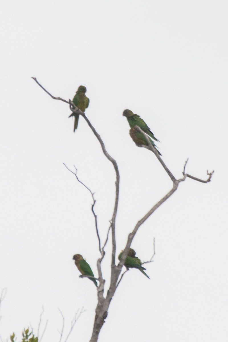 Brown-throated Parakeet - ML641997645