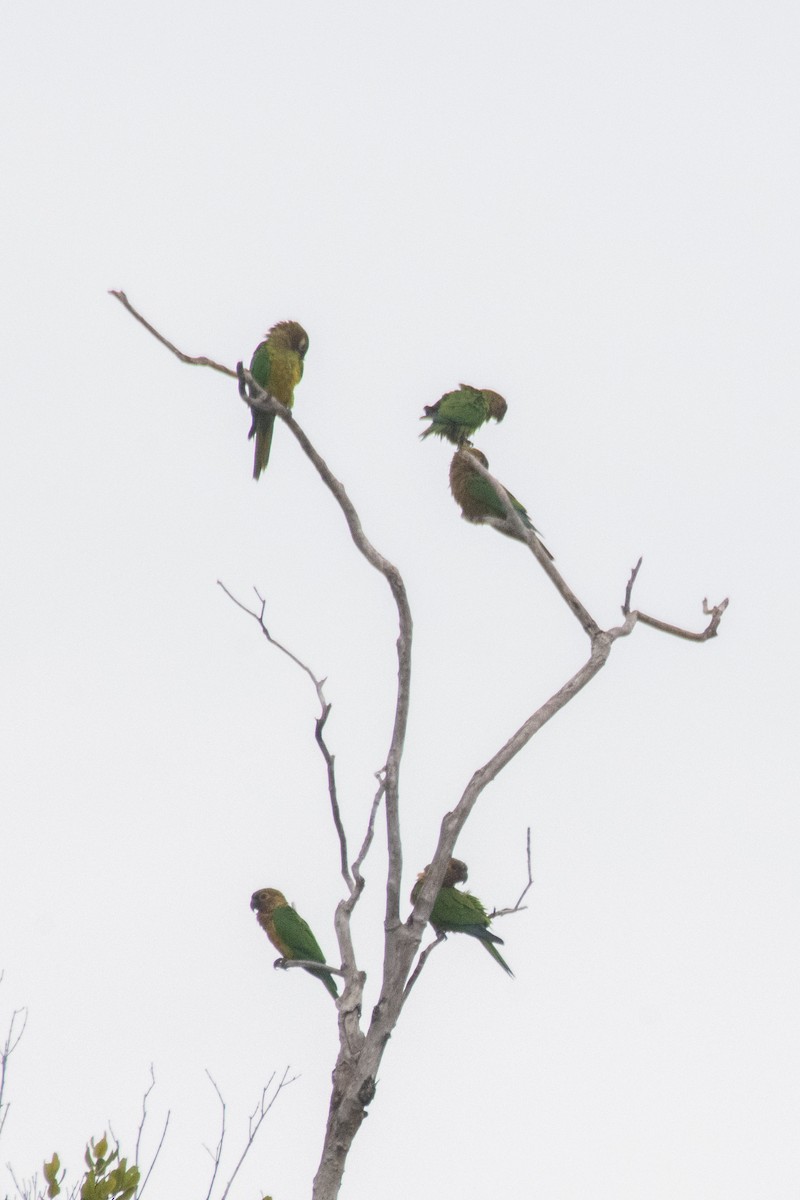 Brown-throated Parakeet - ML641997646