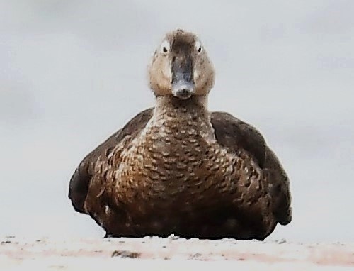 King Eider - ML641997686