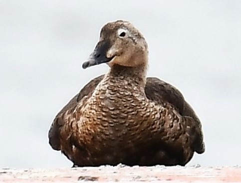 King Eider - ML641997692