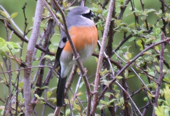 Camachuelo Cabecigrís - ML641997695