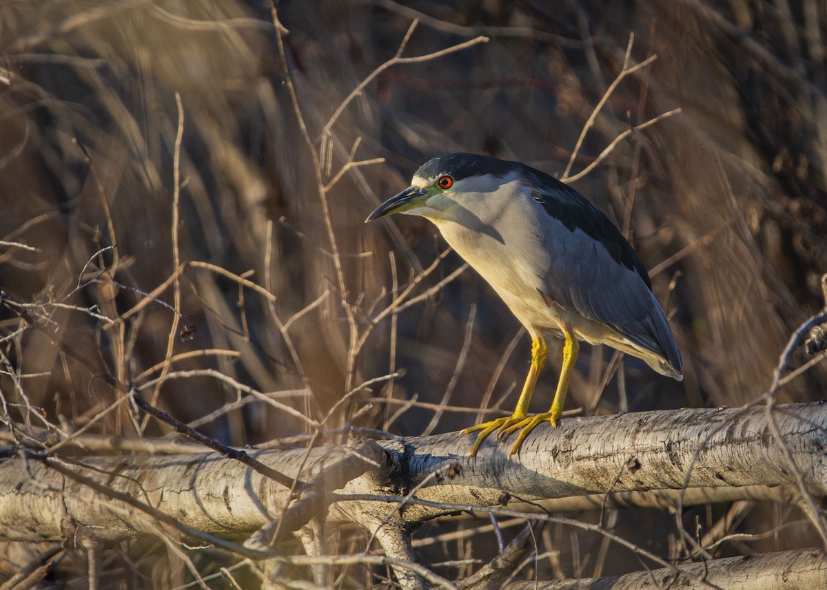 kvakoš noční - ML641997696