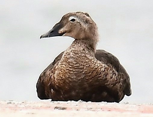 King Eider - ML641997697