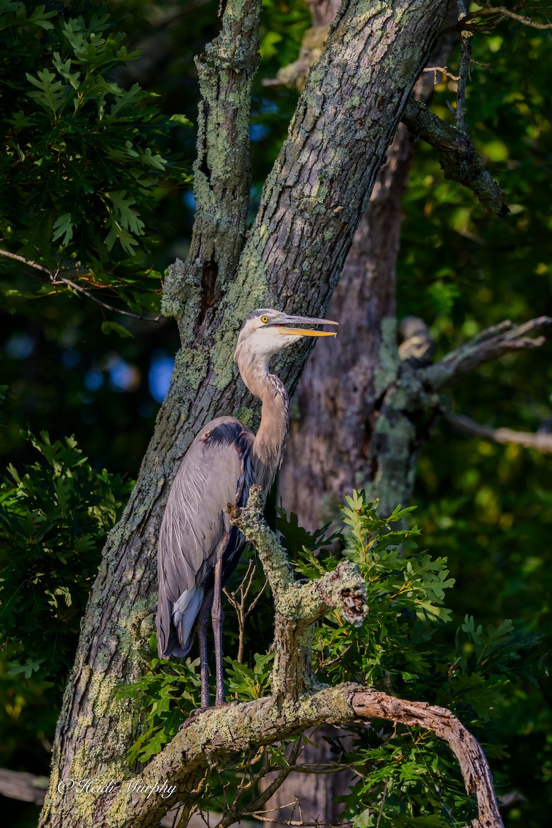 Great Blue Heron - ML641997705