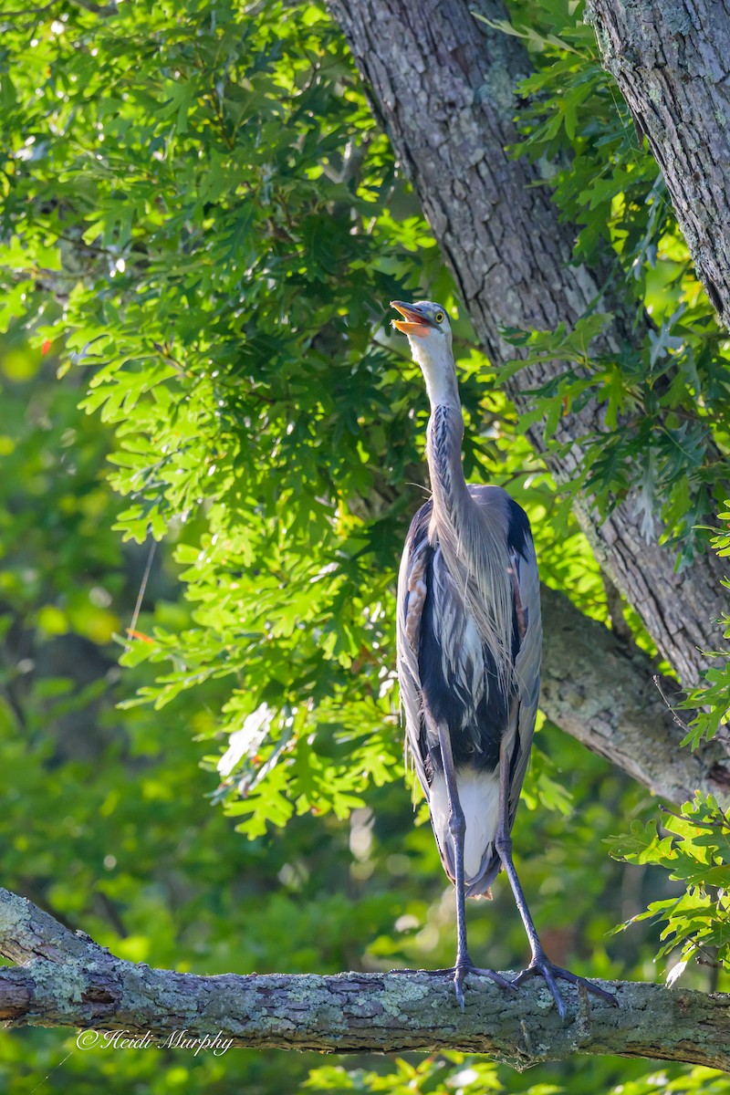Great Blue Heron - ML641997706