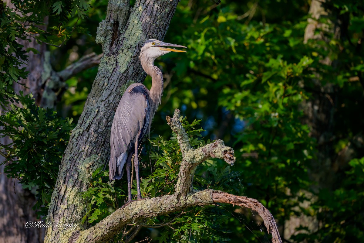 Great Blue Heron - ML641997707