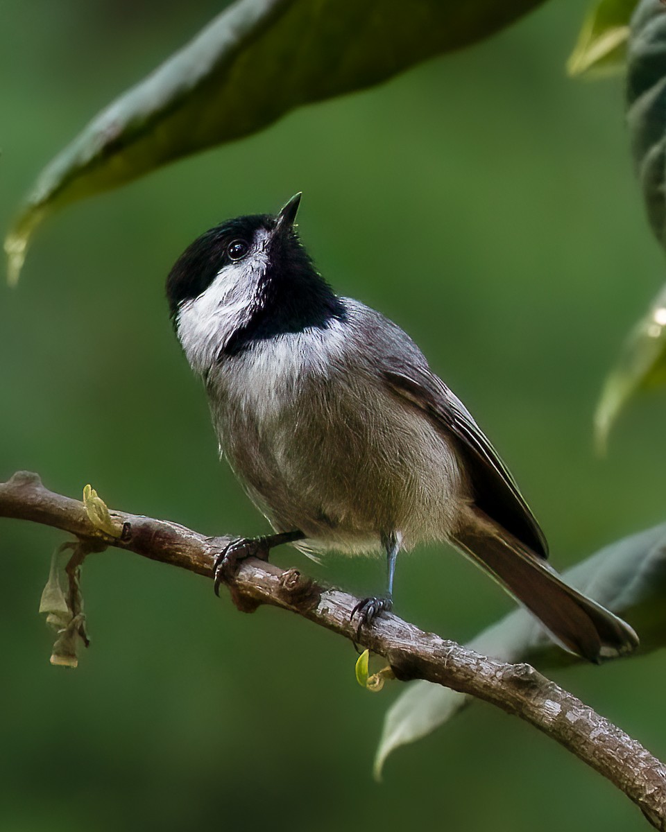 Mexican Chickadee - ML641997713