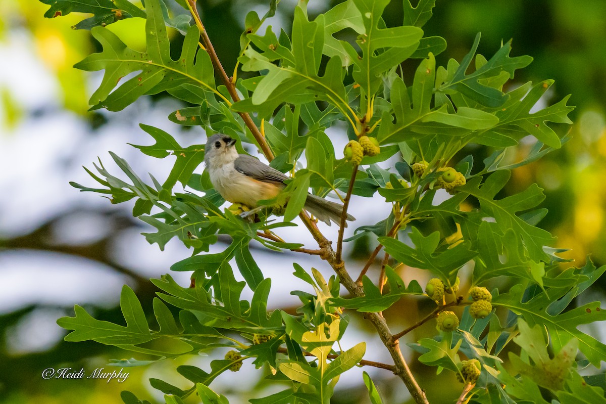 Tufted Titmouse - ML641997729