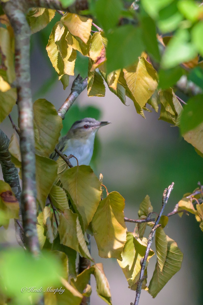 Red-eyed Vireo - ML641997732