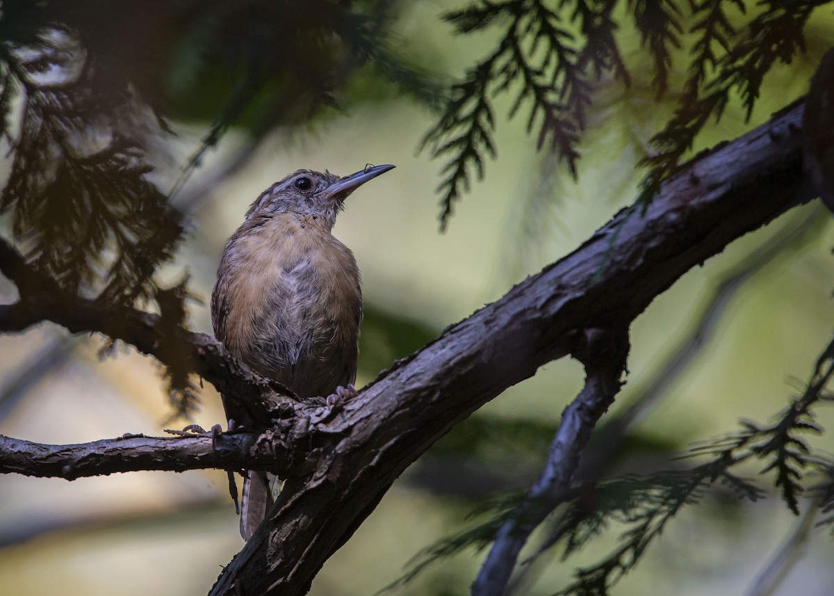 střízlík karolínský - ML641997741