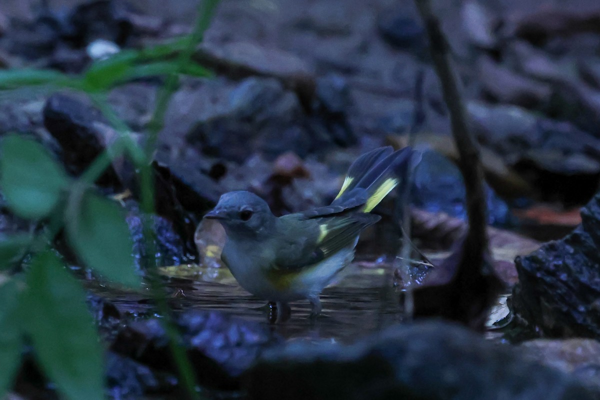 American Redstart - ML641997767