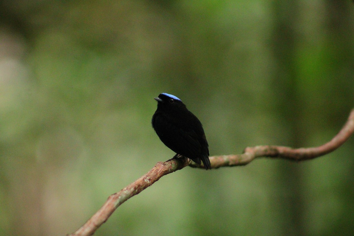 Velvety Manakin - ML641997769