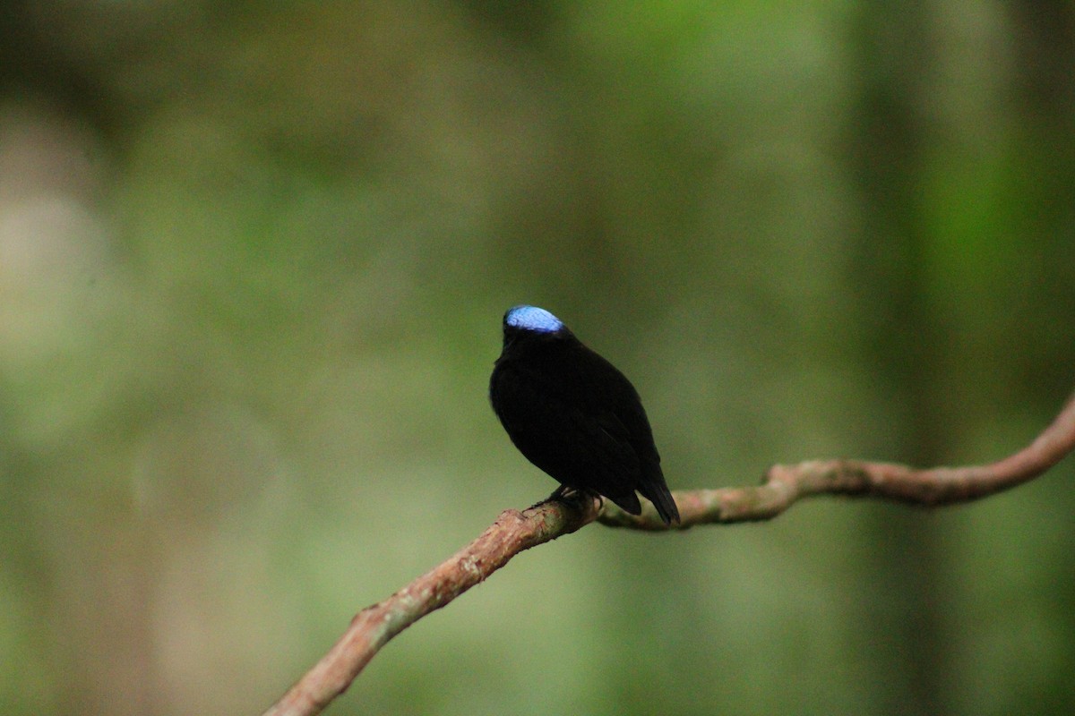 Velvety Manakin - ML641997770