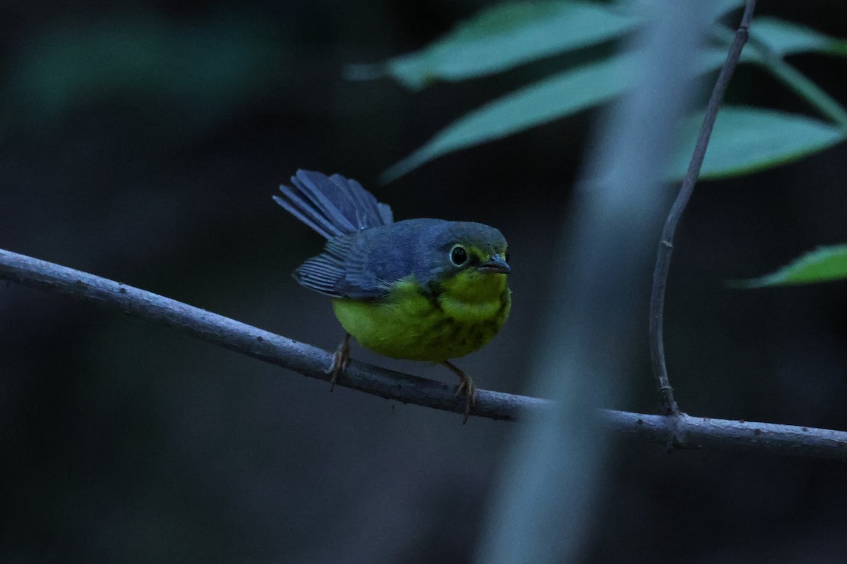 Canada Warbler - ML641997779