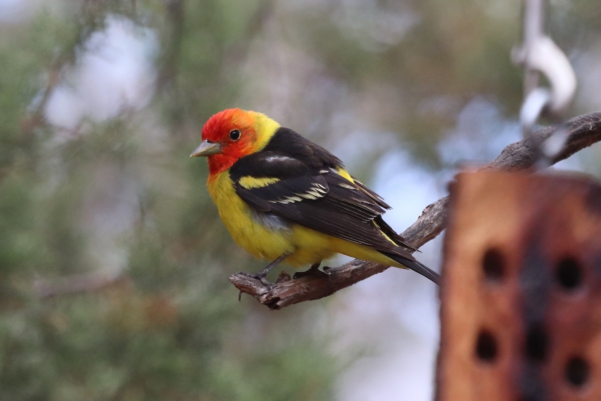 Western Tanager - ML641997780