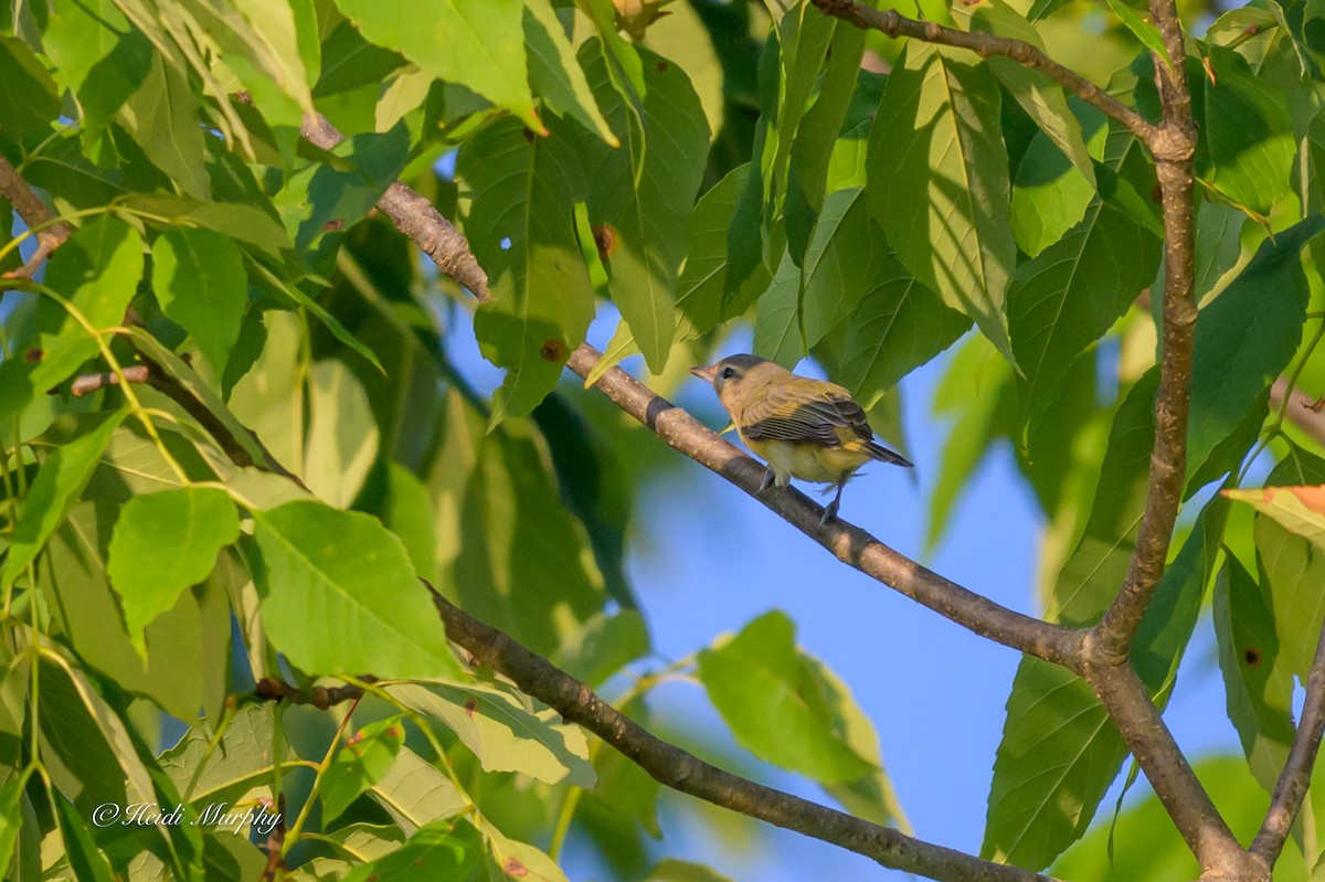 Warbling Vireo - ML641997782
