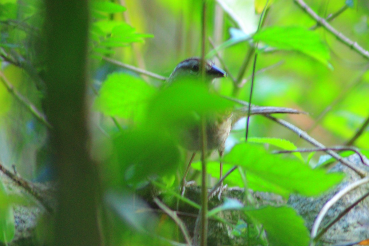 Green-backed Sparrow - ML641997783