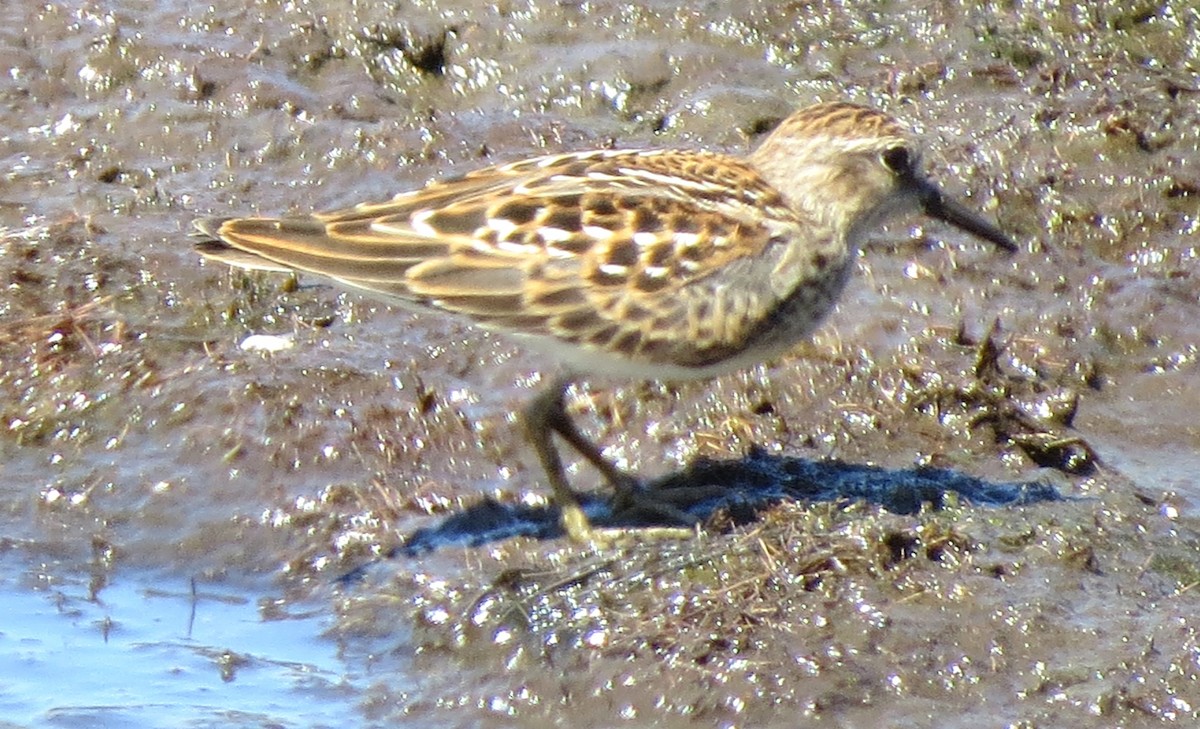 Least Sandpiper - ML641997785