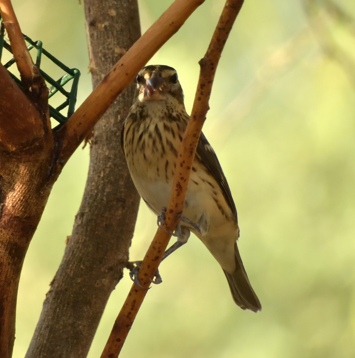 Rose-breasted/Black-headed Grosbeak - ML641997789