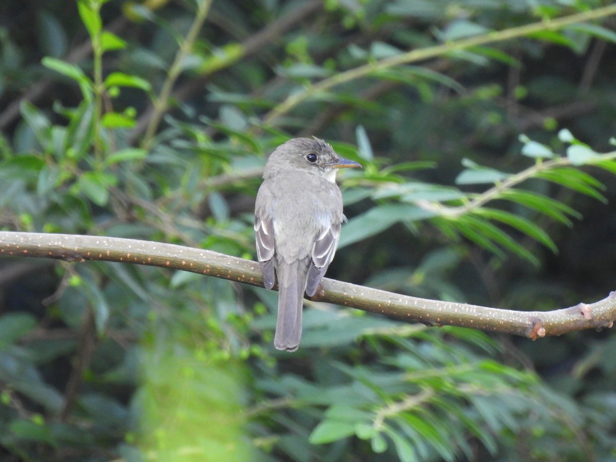 Least Flycatcher - ML641997794