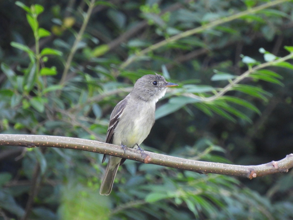 Least Flycatcher - ML641997795