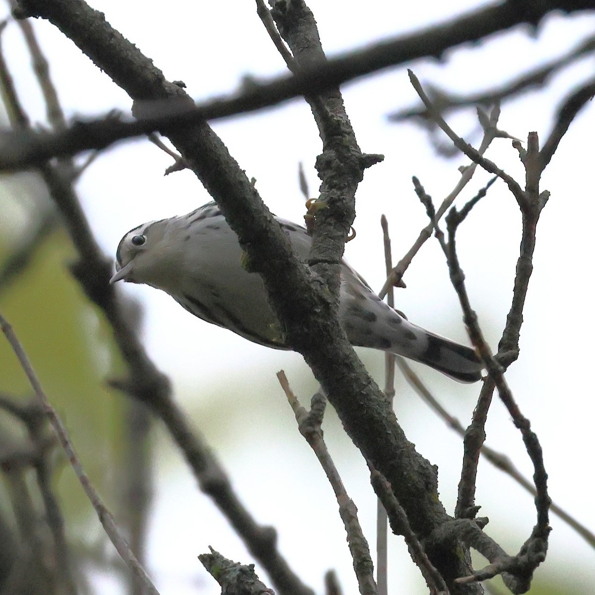 Black-and-white Warbler - ML641997800