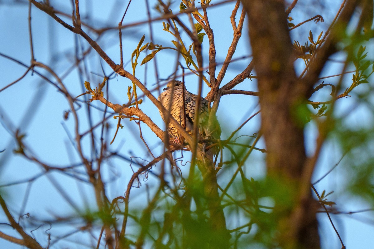 Scaled Dove - ML641997802