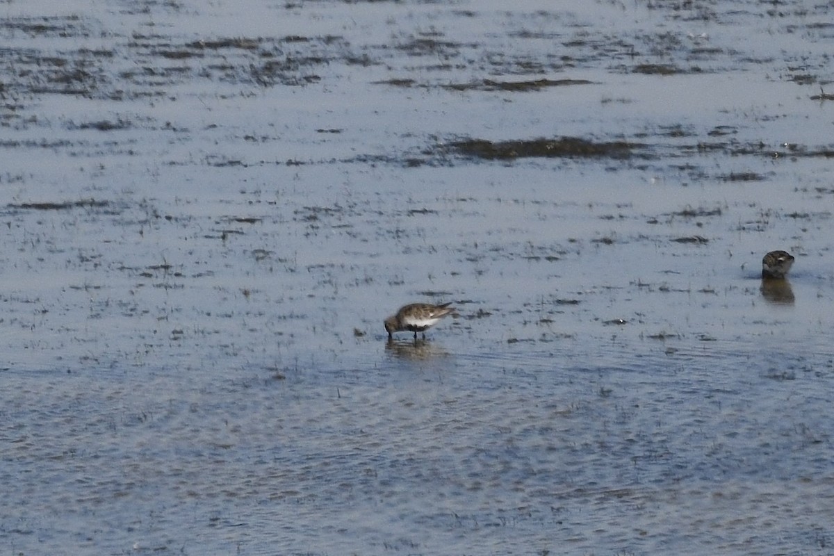 Bécasseau variable - ML641997806