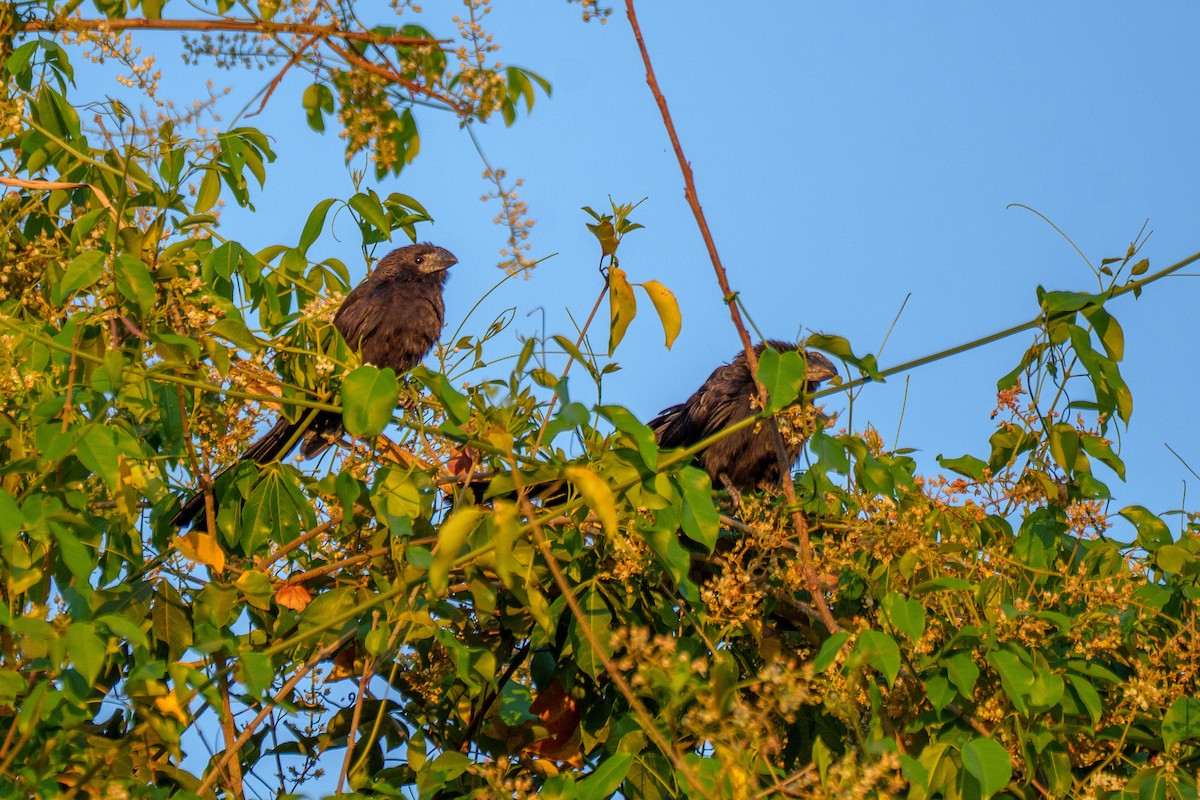 Smooth-billed Ani - ML641997807