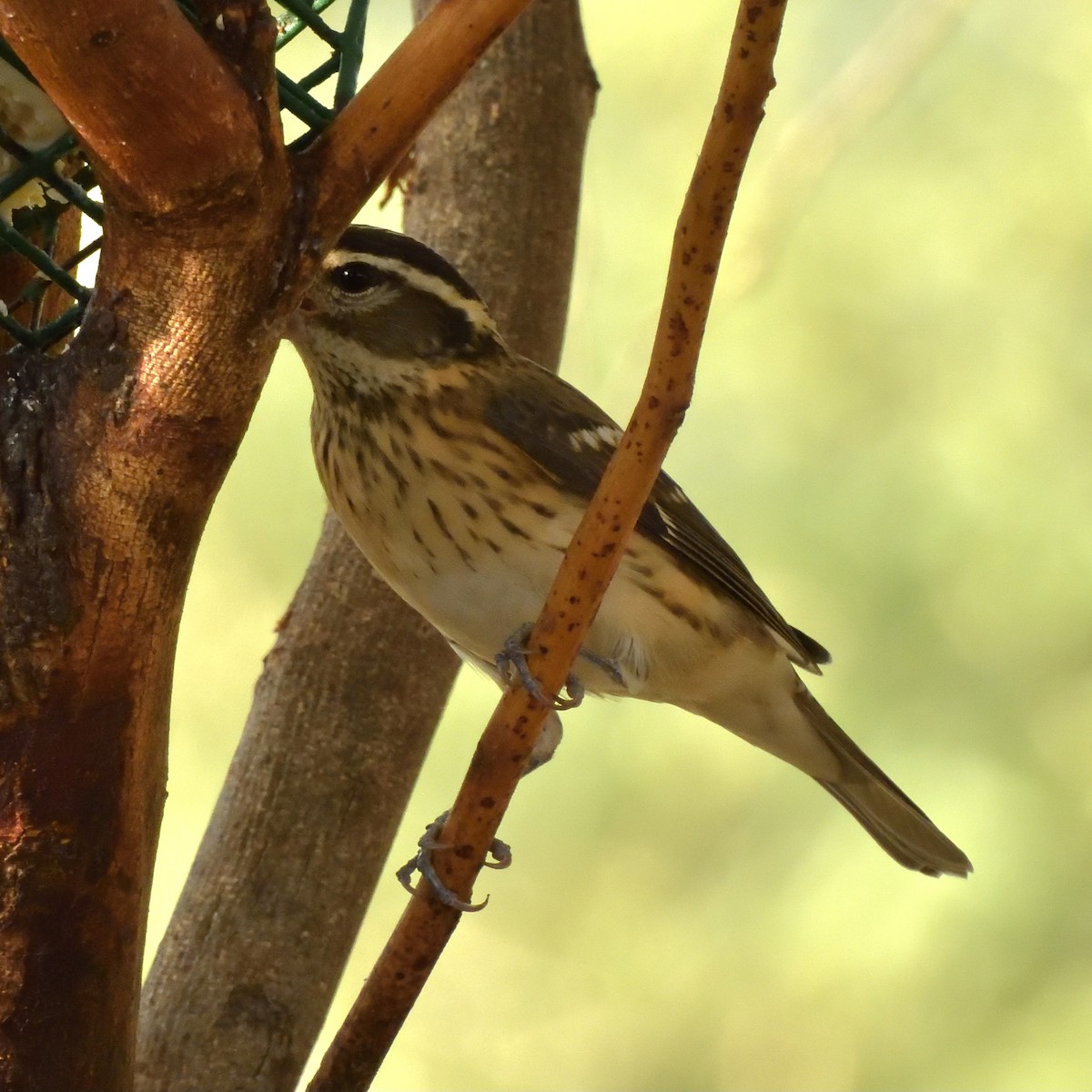 Rose-breasted/Black-headed Grosbeak - ML641997808