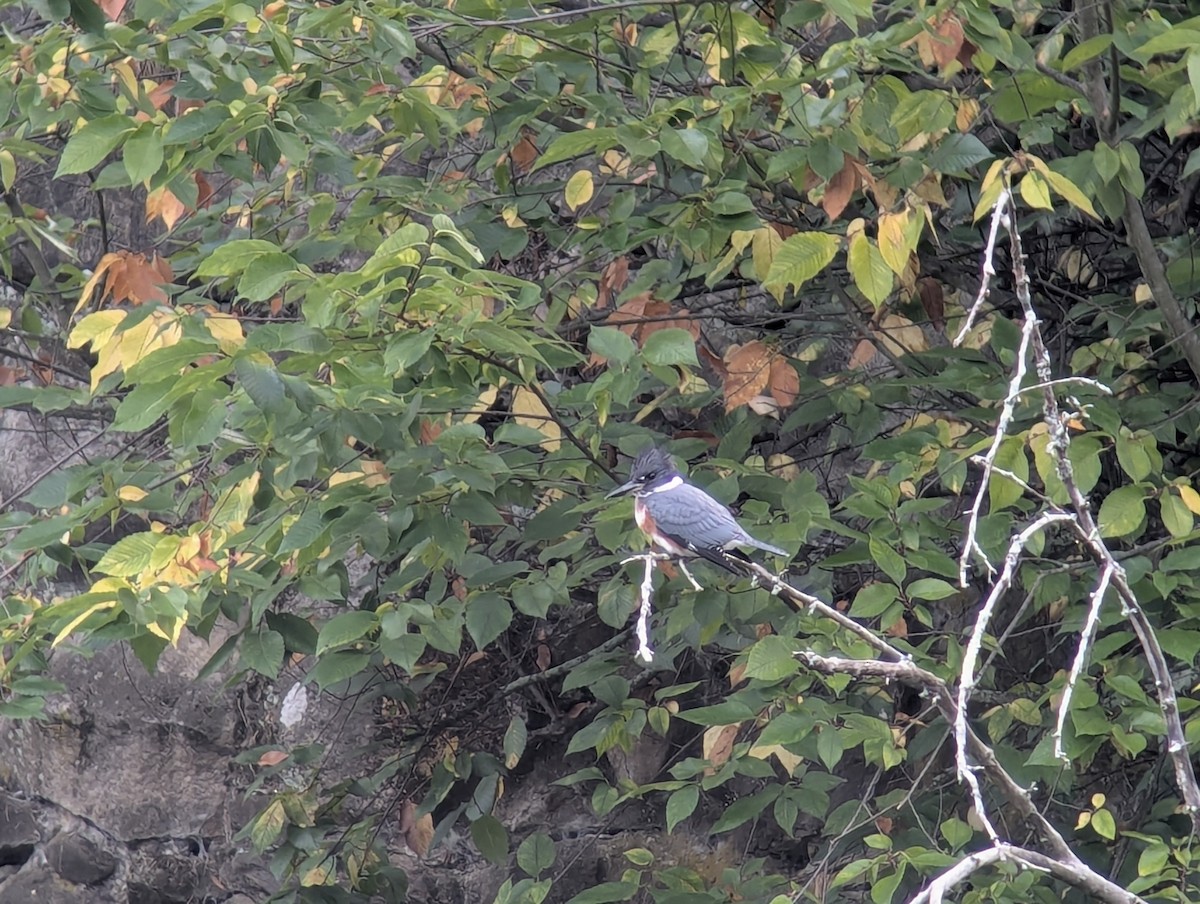 Belted Kingfisher - ML641997809