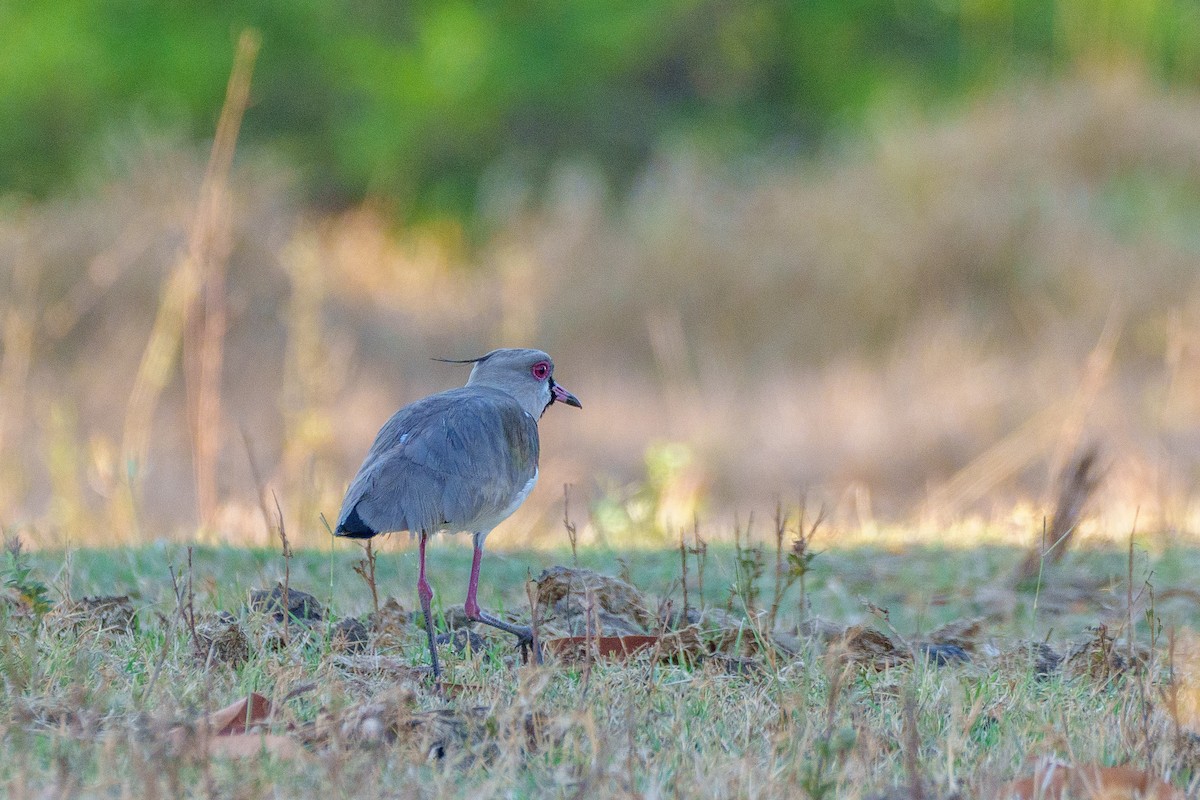 Southern Lapwing - ML641997833