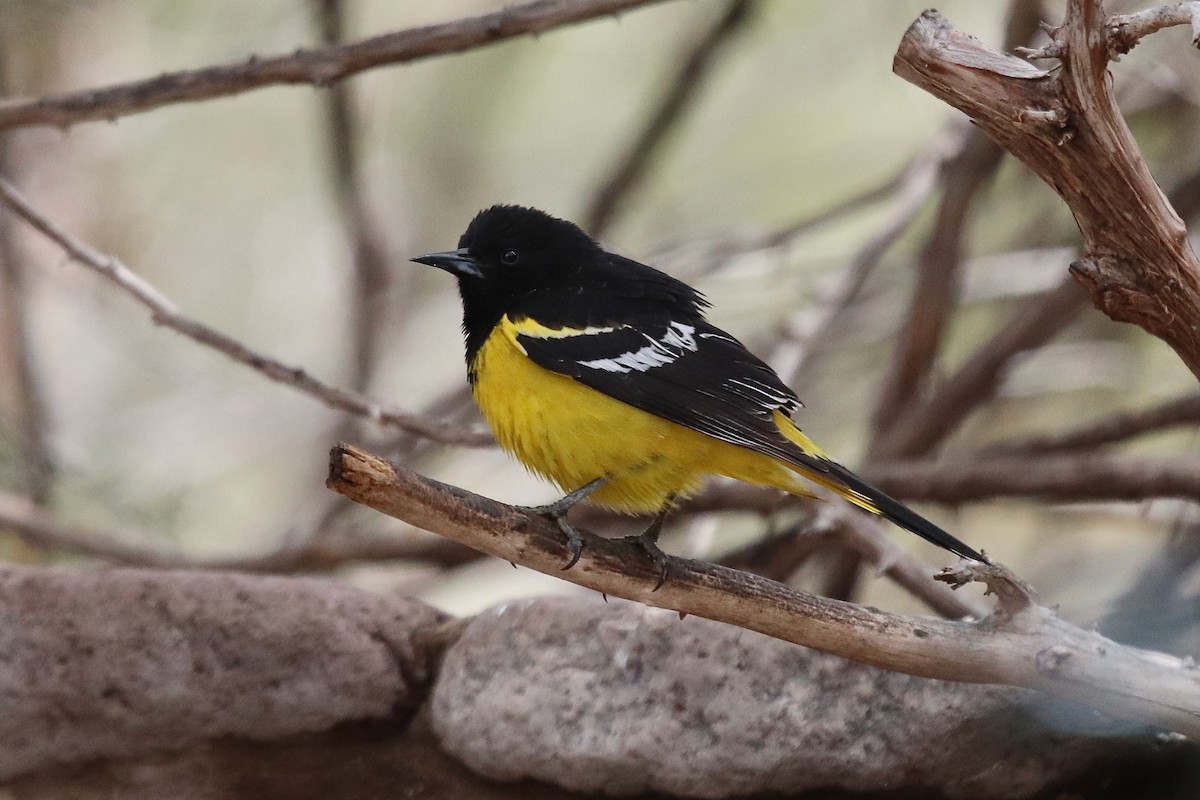 Scott's Oriole - ML641997836