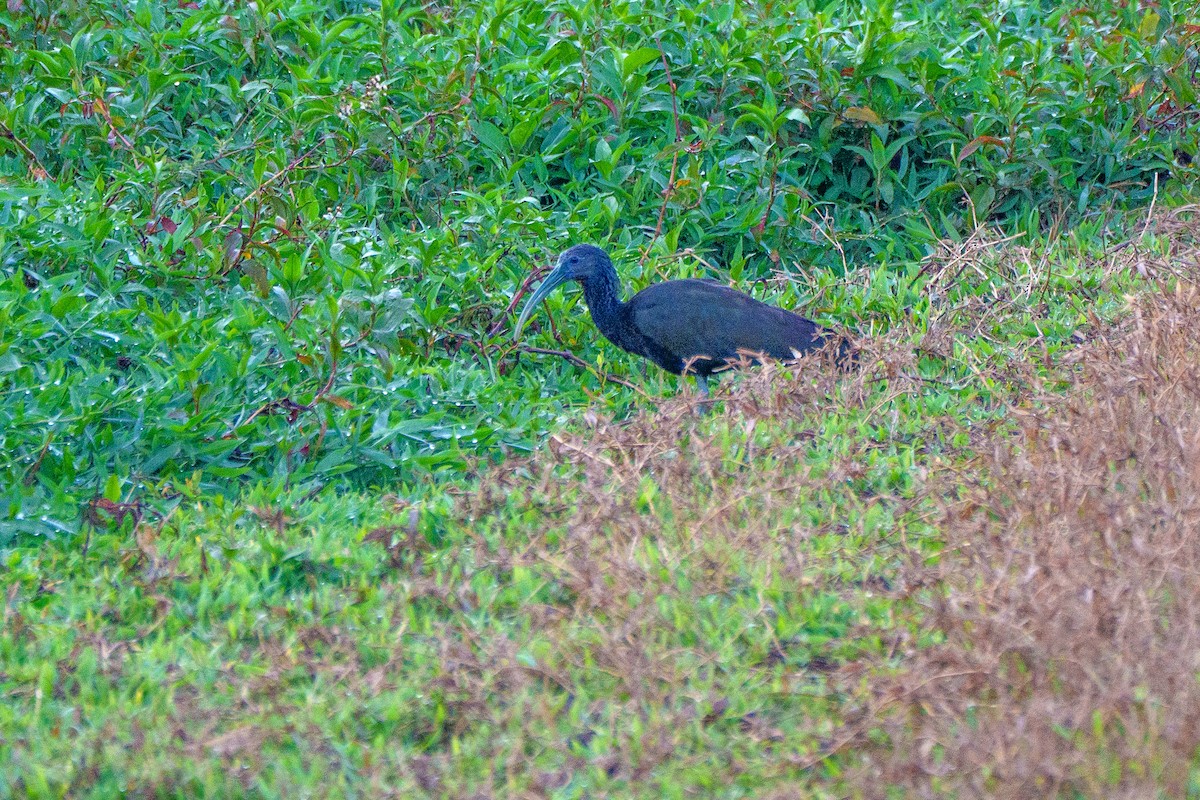 Green Ibis - ML641997838