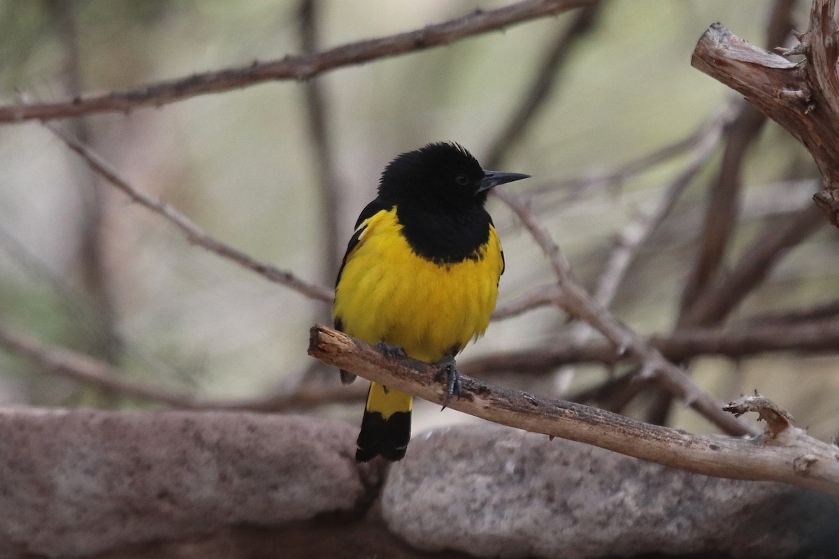 Scott's Oriole - ML641997839
