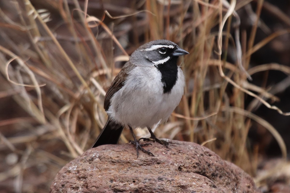 Black-throated Sparrow - ML641997849