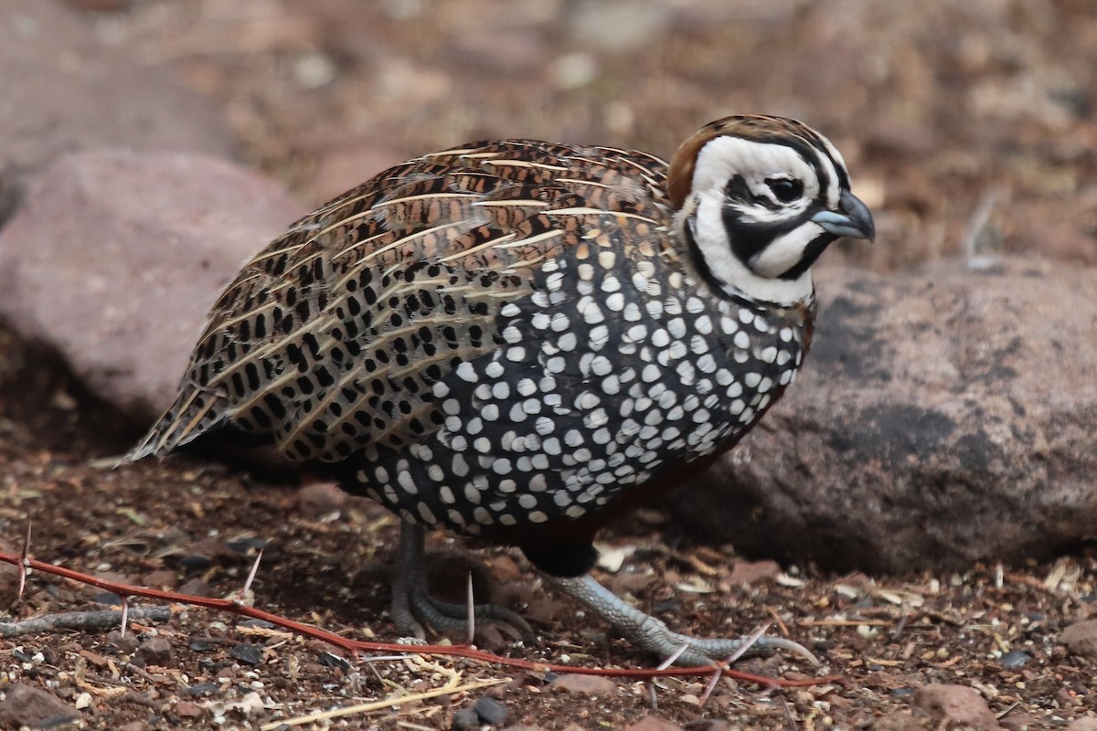 Montezuma Quail - ML641997859