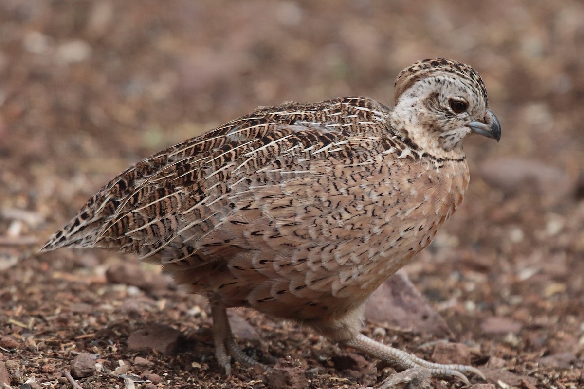 Montezuma Quail - ML641997860