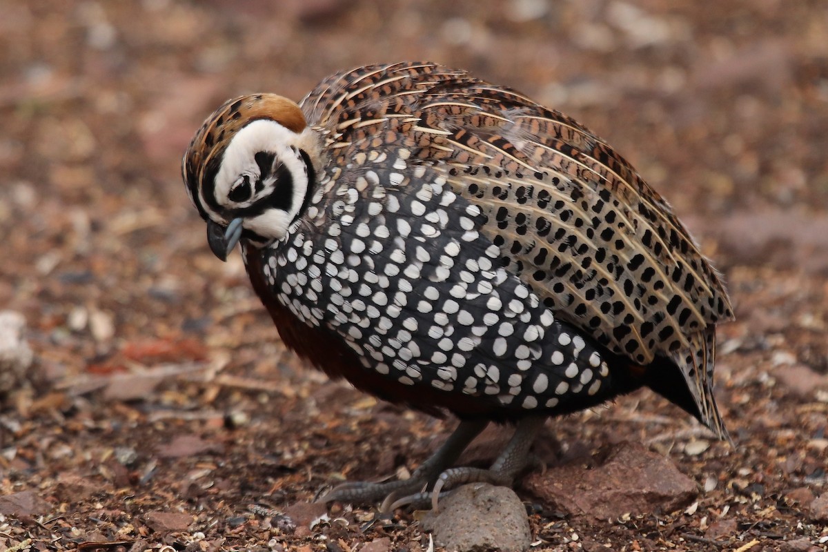 Montezuma Quail - ML641997861