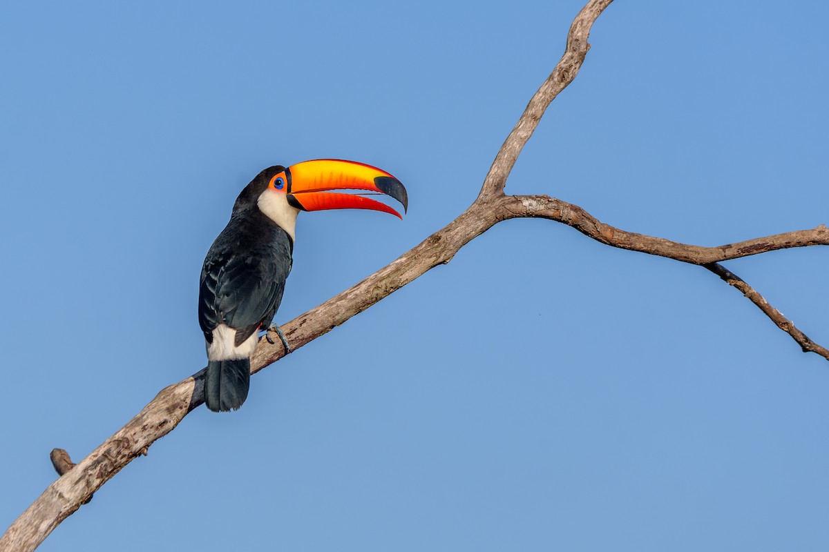 Toco Toucan - ML641997865