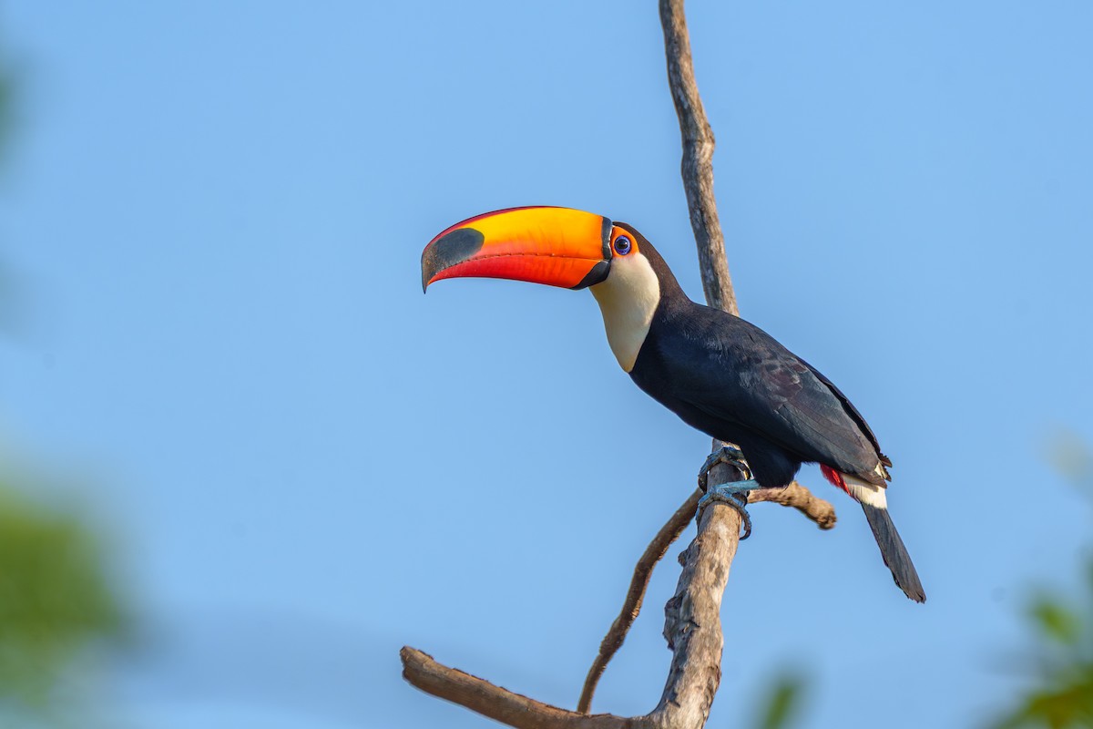 Toco Toucan - ML641997866