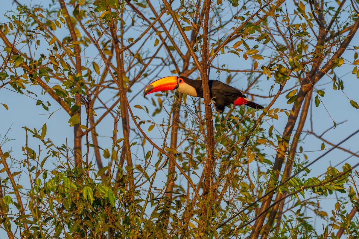 Toco Toucan - ML641997868