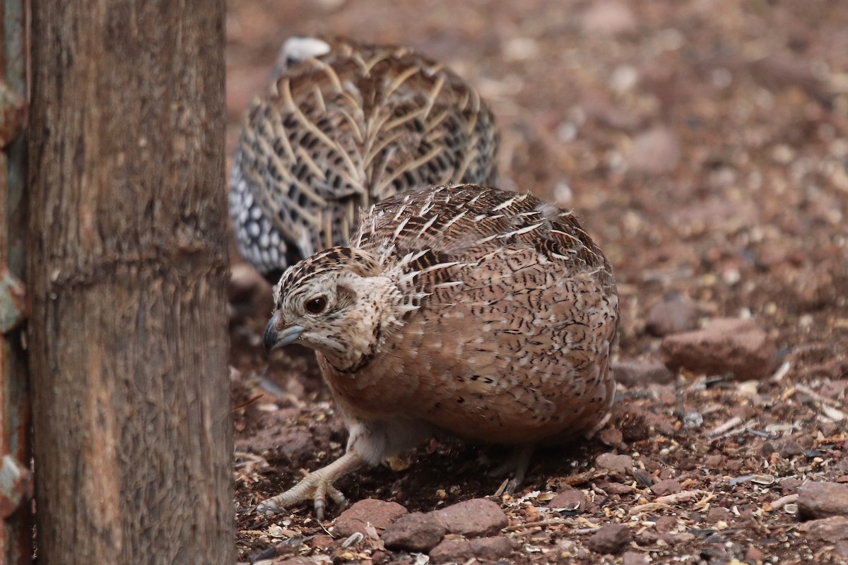 Montezuma Quail - ML641997869