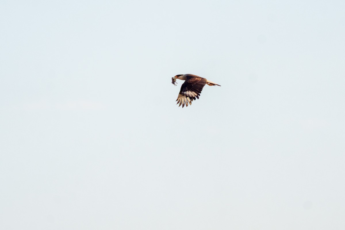 Crested Caracara - ML641997871
