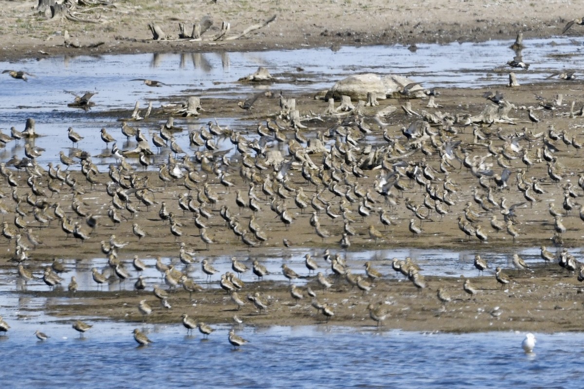 European Golden-Plover - ML641997874
