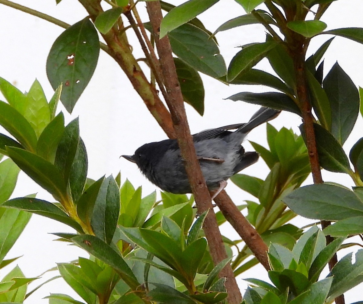 Slaty Flowerpiercer - ML641997875
