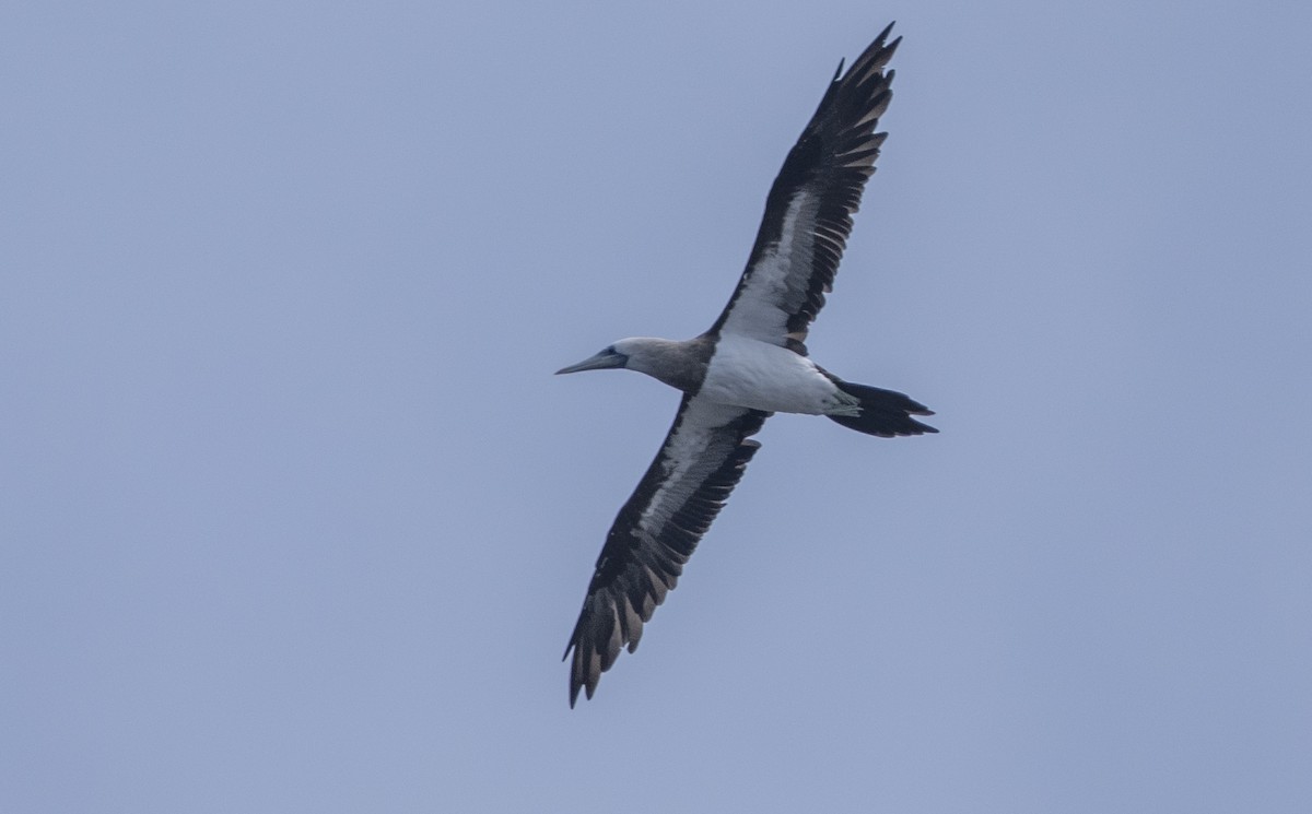 Cocos Booby - ML641997878