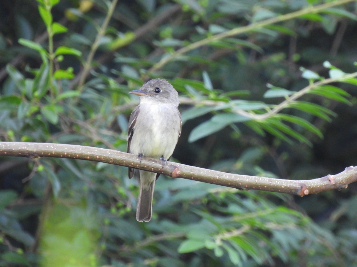 Eastern Wood-Pewee - ML641997881