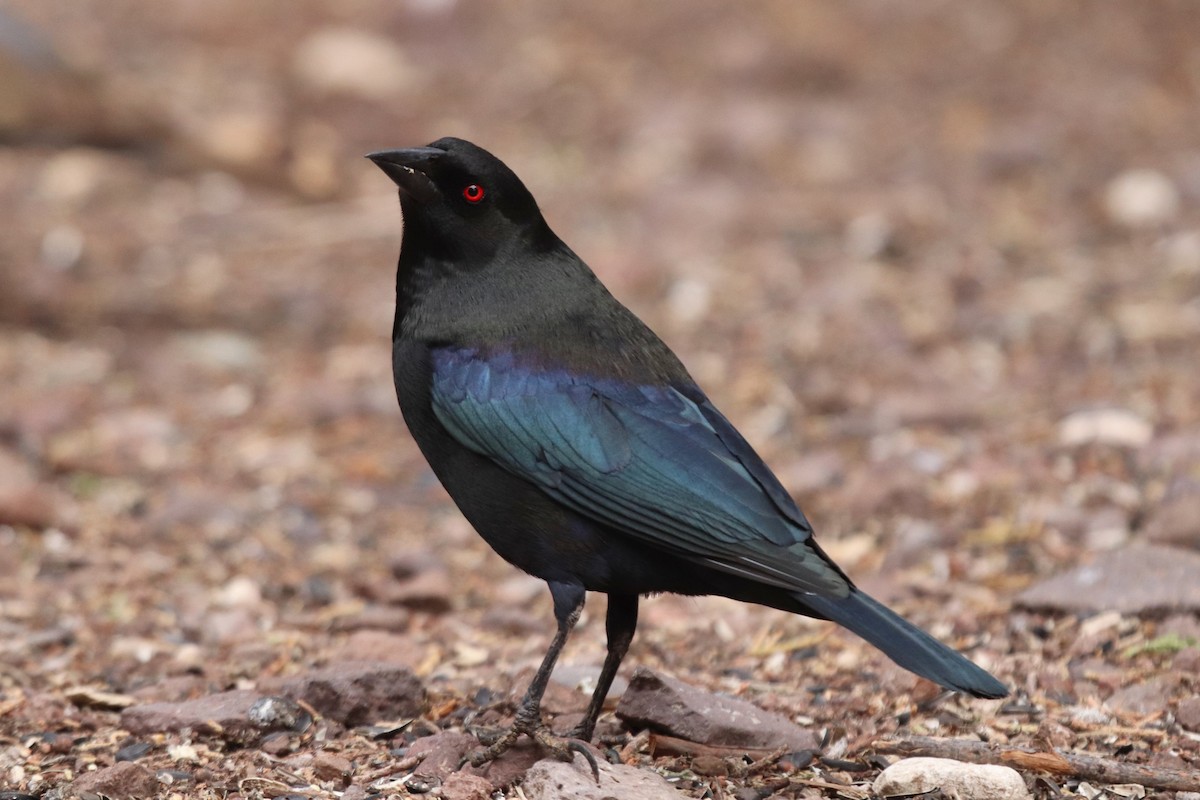 Bronzed Cowbird - ML641997882