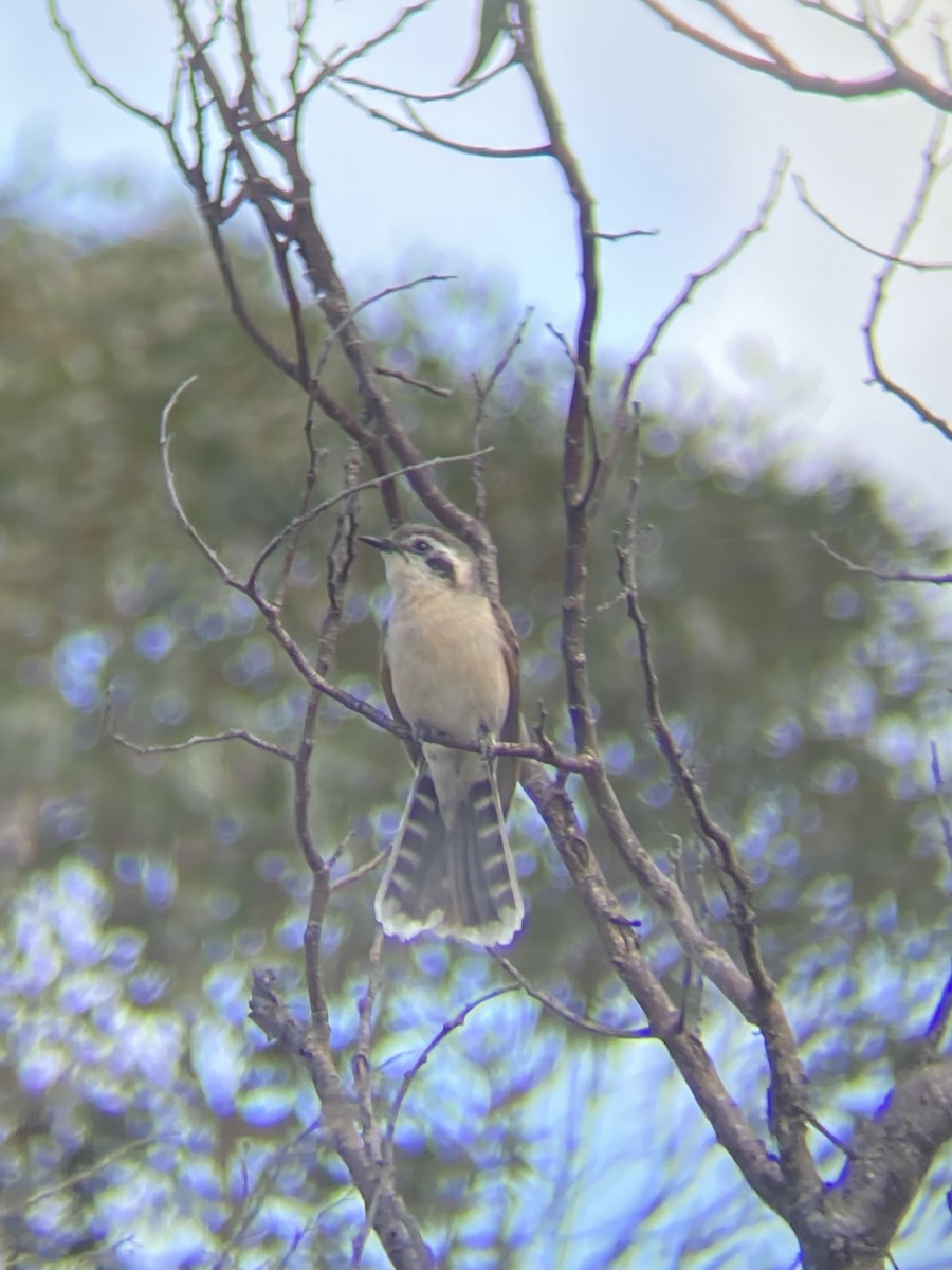 Black-eared Cuckoo - ML641997897